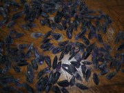 Wholesale or retail of small Amethyst crystals for jewelry or healing / birthstone