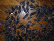 Wholesale or retail of small Amethyst crystals for jewelry or healing / birthstone