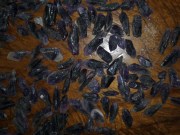 Wholesale or retail of small Amethyst crystals for jewelry or healing / birthstone