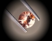 Precision 6.5mm brilliant cut orange to salmon zircon, perfectly cut from professional lapidary. 